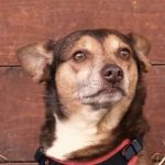 Budino, il cane da pet therapy che non vuole andare in pensione: "Non accetta di non lavorare"