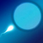 Infertilità maschile, ecco la proteina che regola la produzione di spermatozoi