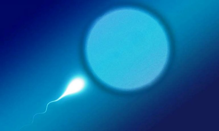 Infertilità maschile, ecco la proteina che regola la produzione di spermatozoi