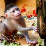 Cina, lo studio del cervello spinto al limite: create scimmie ibride con geni umani