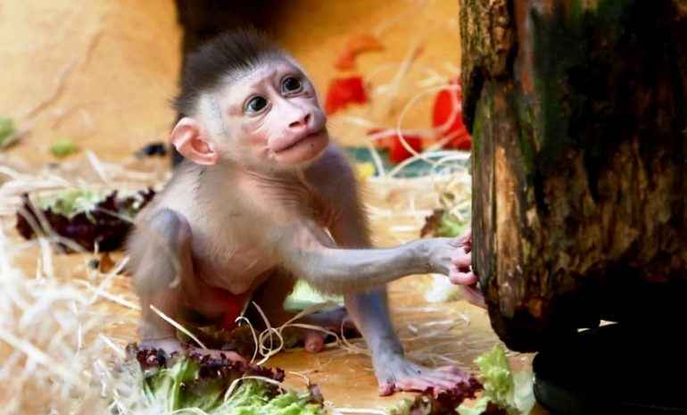 Cina, lo studio del cervello spinto al limite: create scimmie ibride con geni umani