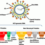 Trapianto cardiaco e polmonare da donatore HCV positivo