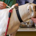 Cancro: dai cani una speranza di vaccino per l’uomo