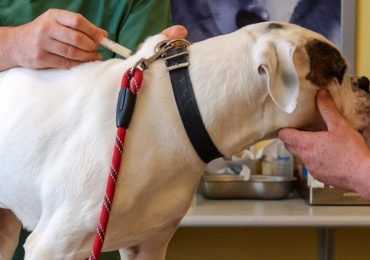 Cancro: dai cani una speranza di vaccino per l’uomo