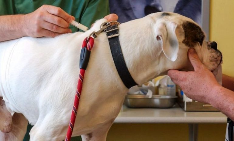 Cancro: dai cani una speranza di vaccino per l’uomo