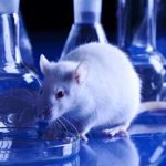 Nasce il gruppo di lavoro per promuovere metodi alternativi alla sperimentazione animale