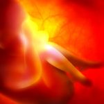 Israele, avviato lo studio per costruire l’utero artificiale in laboratorio