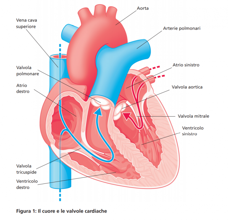 Nuove frontiere per la correzione dei difetti delle valvole cardiache. Trattamento delle valvulopatie (TAVI – Mitraclip)