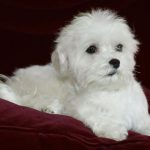 Bozza automatica 131