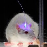 Guarire dalla cecità: risultati incoraggianti dagli esperimenti sui topi
