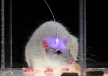 Guarire dalla cecità: risultati incoraggianti dagli esperimenti sui topi