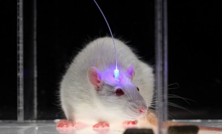 Guarire dalla cecità: risultati incoraggianti dagli esperimenti sui topi