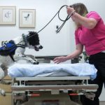 Angus, il cane in grado di fiutare il Clostrid. difficile in ospedale 2