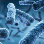 Bozza automatica 170