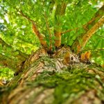 Bozza automatica 339