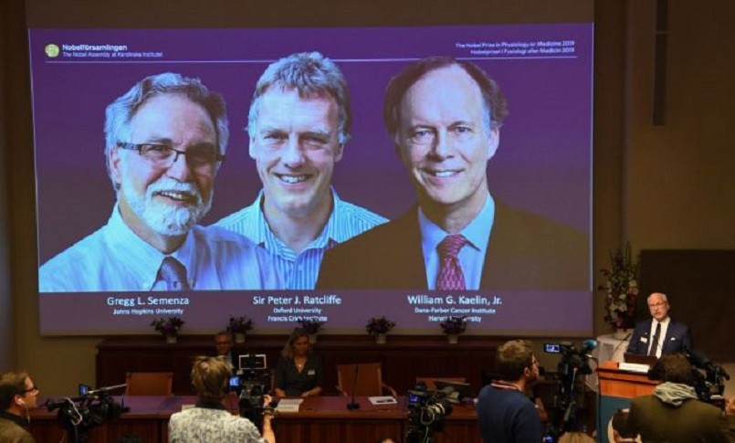 Medicina, un Nobel per tre: premiate le scoperte sul “respiro delle cellule”