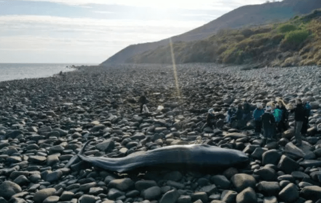 Galles, la triste storia del capodoglio spiaggiato: troppa plastica nello stomaco
