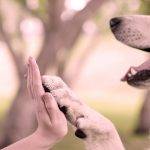 Disabilità intellettive e assistenza con animali: vicino l’accordo tra Irccs Oasi di Troina e Università di Messina