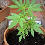 Per la Cassazione non è reato coltivare cannabis a casa in quantità minime