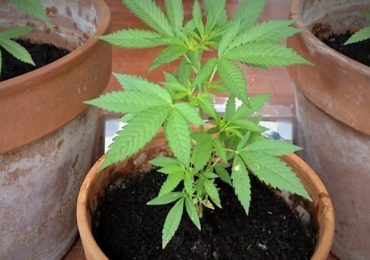Per la Cassazione non è reato coltivare cannabis a casa in quantità minime