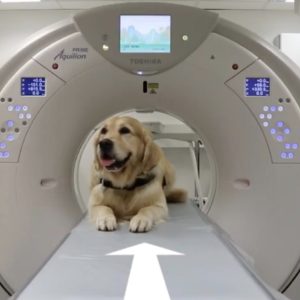 Pet Therapy: i Golden Retriver mostrano ai piccoli pazienti come sottoporsi alla risonanza magnetica