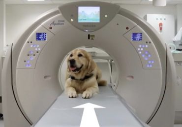 Pet Therapy: i Golden Retriver mostrano ai piccoli pazienti come sottoporsi alla risonanza magnetica