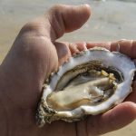 Francia, rischio di contaminazione da norovirus: molluschi ritirati dal mercato