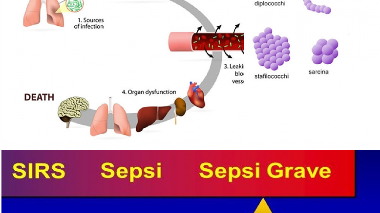 I 20 migliori esempi di steroidi cardiotonici