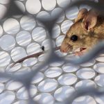 Cina, non solo Covid-19: morto uomo positivo all'hantavirus.