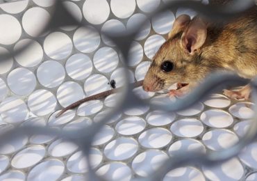 Cina, non solo Covid-19: morto uomo positivo all'hantavirus.