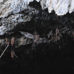 Covid-19, a caccia di pipistrelli per scoprire l'origine del virus