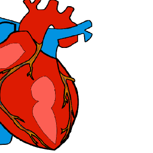 Scoperta l’origine dei tumori del cuore
