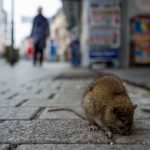 Hong Kong, "salto di specie" per l'epatite E: può contrarla anche l'uomo