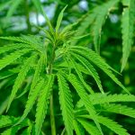 La cannabis potrebbe aiutare a prevenire l'infezione da Covid