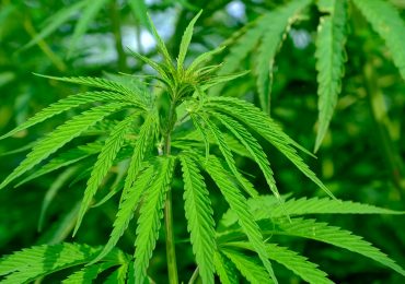La cannabis potrebbe aiutare a prevenire l'infezione da Covid