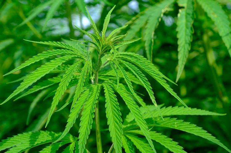 La cannabis potrebbe aiutare a prevenire l'infezione da Covid