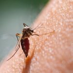Malaria, una speranza arriva dalla stessa zanzara che trasmette la malattia