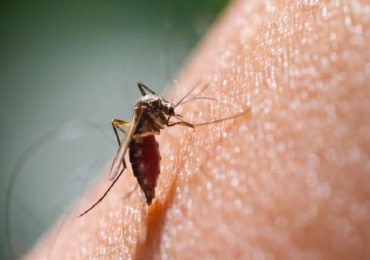 Malaria, una speranza arriva dalla stessa zanzara che trasmette la malattia