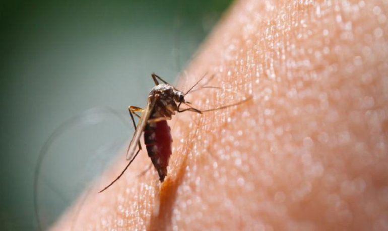 Malaria, una speranza arriva dalla stessa zanzara che trasmette la malattia
