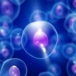 Svolta nella ricerca: scoperto il "conservante" delle staminali pluripotenti