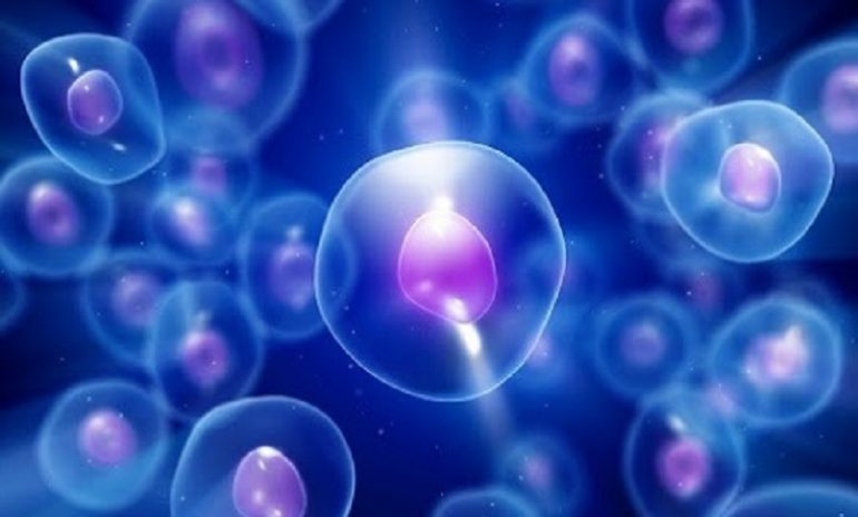 Svolta nella ricerca: scoperto il "conservante" delle staminali pluripotenti