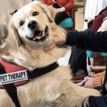 Emergenza Coronavirus: Pet Therapy proibita in Piemonte per ragioni di sicurezza 1
