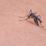 Le zanzare non trasmettono il Covid