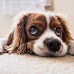 Ai dipendenti degli ospedali  60mila pasti per i loro animali domestici