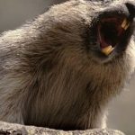 Allarme peste in Asia: cosa c'è da sapere sulla malattia