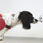 Austria: debuttano i cani tracker in grado di fiutare le persone positive al Coronavirus