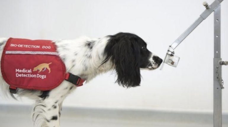 Austria: debuttano i cani tracker in grado di fiutare le persone positive al Coronavirus