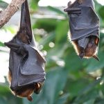 Bimba svedese graffiata da un pipistrello: salvata a Foggia