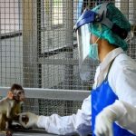 Coronavirus, risultati incoraggianti dal vaccino sperimentato sui macachi: via alla fase 3