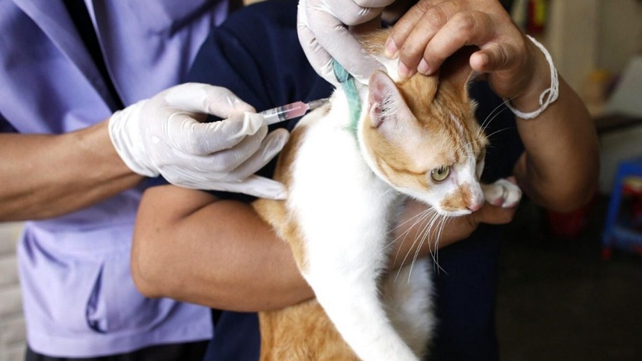 Lyssavirus muore gatto ad Arezzo il ministero della Salute